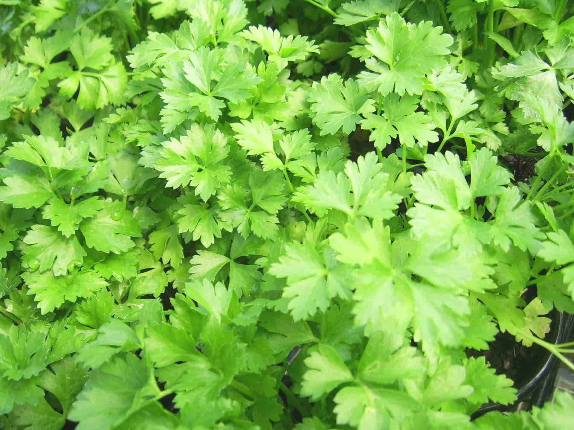 fresh flat parsley leaves for pasta recipe