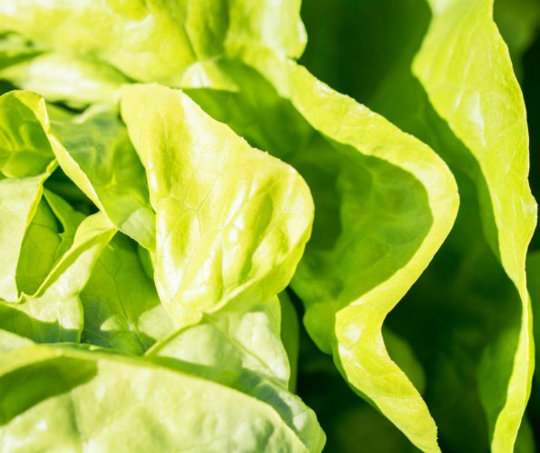 how to wash lettuce and keep it crisp