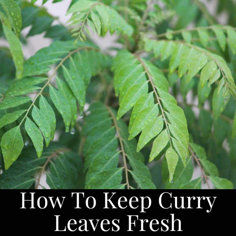 how to keep curry leaves fresh