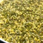 mung bean sprout stir fry